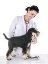 Miniature schnauzer and veterianarian Royalty Free Stock Photo