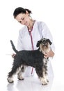 Miniature schnauzer and veterianarian Royalty Free Stock Photo