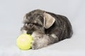 Miniature schnauzer white-gray color plays with a ball on a light background, copy space. Little puppy training Royalty Free Stock Photo