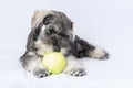 Miniature schnauzer white-gray color plays with a ball on a light background, copy space. Little puppy training. Royalty Free Stock Photo