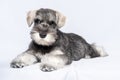 Miniature schnauzer white-gray lies on a light background, copy space. Little puppy training.