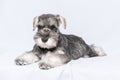 Miniature schnauzer white-gray lies on a light background, copy space. Little puppy training. Teaching dogs commands