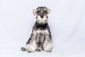 Miniature schnauzer white and gray sits and looks at you on a light background, copy space. Bearded miniature schnauzer Royalty Free Stock Photo