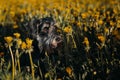 Miniature schnauzer Zwergschnauzer dog on the field with flowers Royalty Free Stock Photo