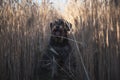 Miniature schnauzer Zwergschnauzer dog on a wheat field Royalty Free Stock Photo