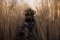 Miniature schnauzer Zwergschnauzer dog on a wheat field Royalty Free Stock Photo