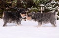 Miniature schnauzers Royalty Free Stock Photo