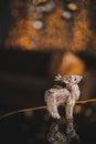 the miniature sculpture of a animal on a table sits in front of a blurry