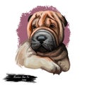 Miniature shar pei dog, puppy of Chinese origin digital art Royalty Free Stock Photo