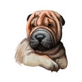 Miniature shar pei dog, puppy of Chinese origin digital art Royalty Free Stock Photo