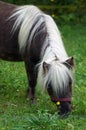 Miniature Shetland Pony Royalty Free Stock Photo