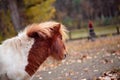Miniature Shetland pony on a farm Royalty Free Stock Photo