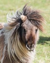 Miniature Shetland Pony Royalty Free Stock Photo