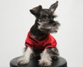 Miniature Schnauzer Puppy Royalty Free Stock Photo