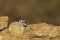 A miniature soldier are shooting.