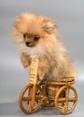 Miniature Spitz with tricycle