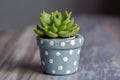 miniature succulent in painted concrete pot with polka dots