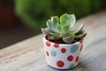 miniature succulent in painted concrete pot with polka dots