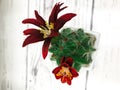 Miniature Succulent Plants In Clay Pot Garden Stock Photo picture