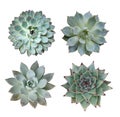 Miniature succulent plants