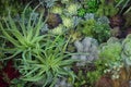 Miniature succulent plants, garden in tray