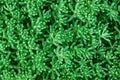 Miniature succulent plants Sedum. Vegetable background of small succulents