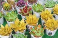 Miniature succulent plants with sparkles on the edges of the leaves