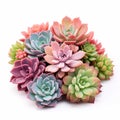 Vibrant Succulent Bundle: Bio-art Inspired With Radiant Clusters