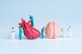 Miniature Surgeons Working On Heart And Brain Models In Studio