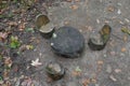 A miniature table and chairs in the woods Royalty Free Stock Photo