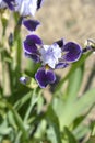 Miniature Tall Bearded Iris Consummation