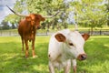 Miniature Texas longhorn calf and adult Royalty Free Stock Photo