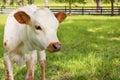 Miniature Texas longhorn calf Royalty Free Stock Photo