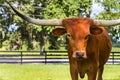 Miniature Texas longhorn cow Royalty Free Stock Photo