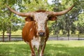 Miniature Texas longhorn Royalty Free Stock Photo