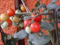 mini vase tomatoes