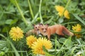 Miniature toys fox mom and baby in flowering dandelions in spring