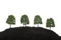 miniature trees in black earth Royalty Free Stock Photo