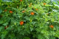 Miniature varieties of garden flowerbed annual flowers of marigolds. Floral natural background Royalty Free Stock Photo