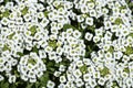 Miniature white flowers of sweet alyssum Royalty Free Stock Photo