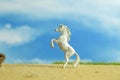 Miniature of white prancing horse standing at dessert field on morning cloudy sky background Royalty Free Stock Photo