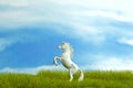 Miniature of white prancing horse standing at grass field on morning cloudy sky background Royalty Free Stock Photo