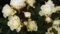 Miniature white roses.