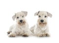 Miniature white schnauzers in studio