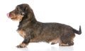 Miniature wirehaired dachshund Royalty Free Stock Photo