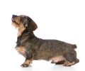 miniature wirehaired dachshund Royalty Free Stock Photo