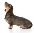 miniature wirehaired dachshund Royalty Free Stock Photo