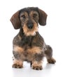 Miniature wirehaired dachshund Royalty Free Stock Photo