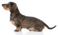 Miniature wirehaired dachshund Royalty Free Stock Photo