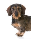 Miniature wirehaired dachshund Royalty Free Stock Photo